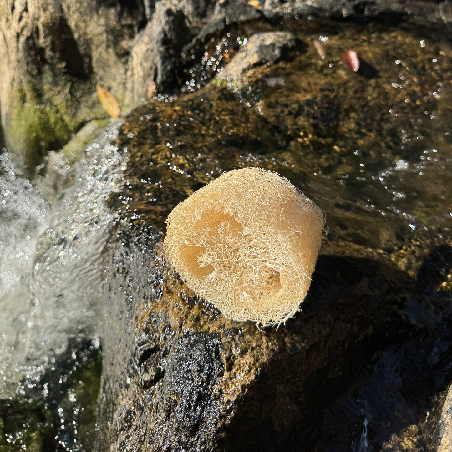 Luffa
