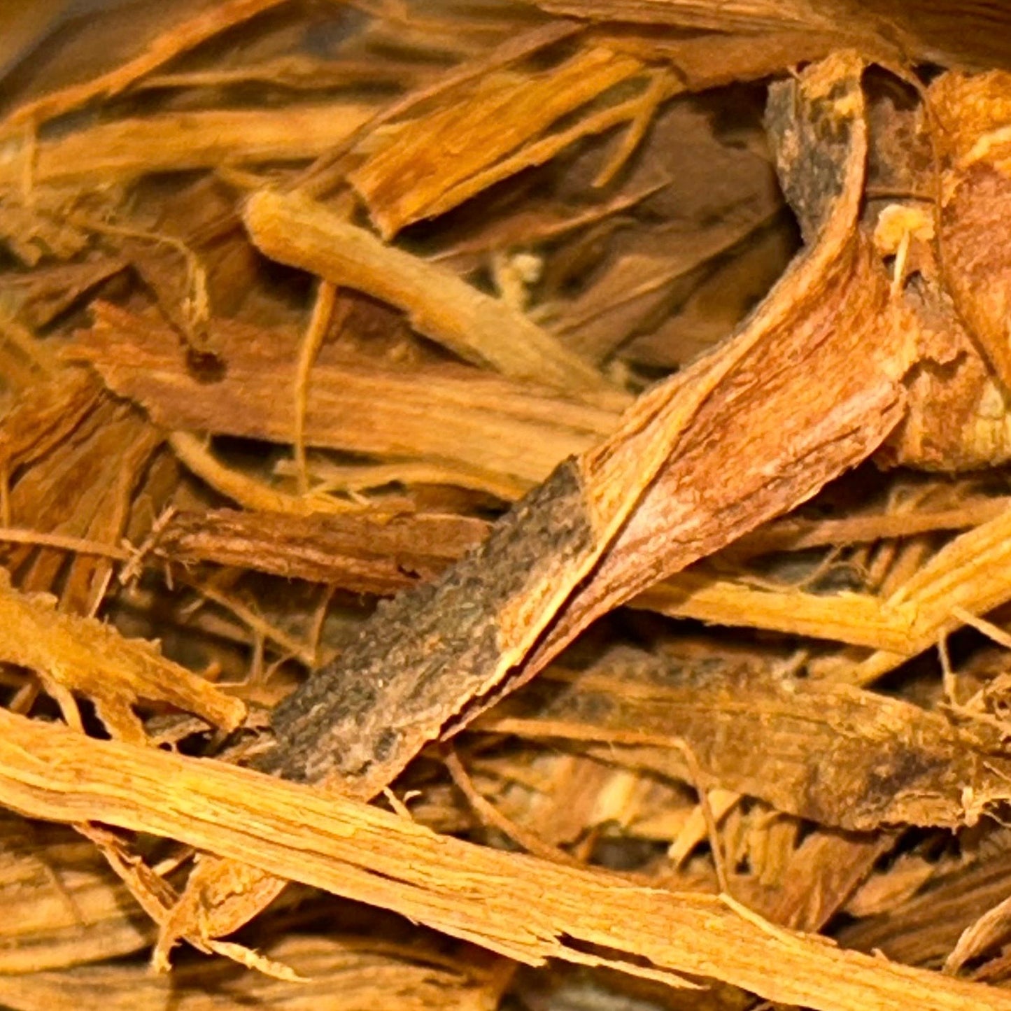 Caapi