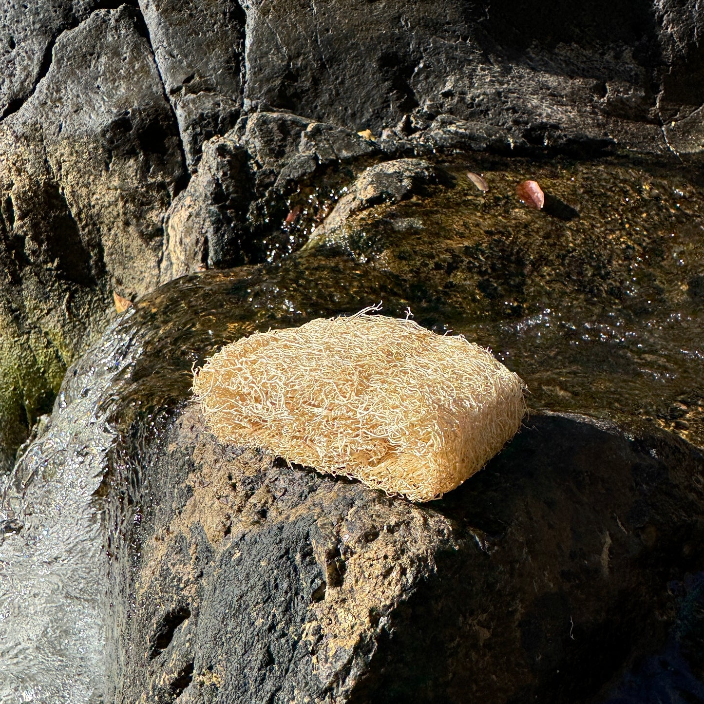 Luffa
