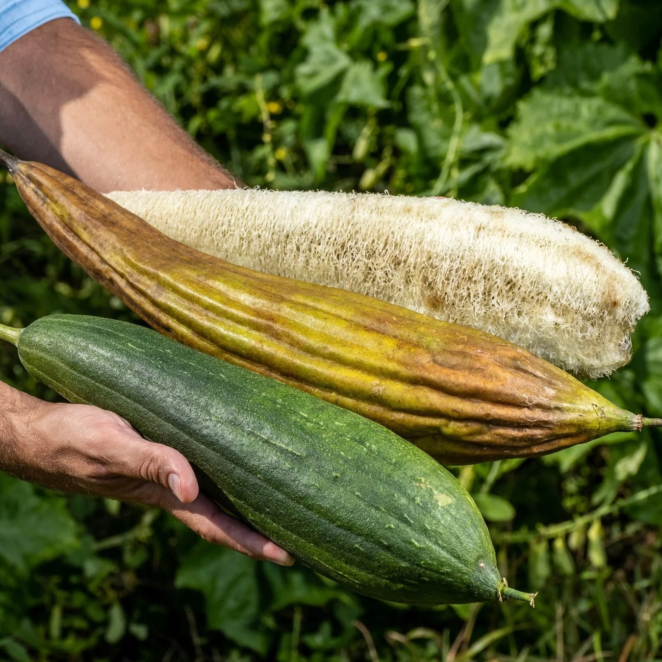 Luffa