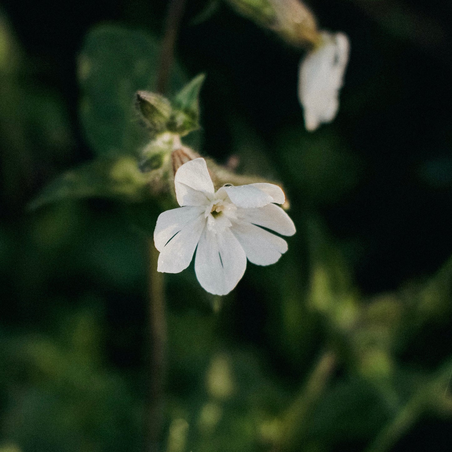 Silene Capensis