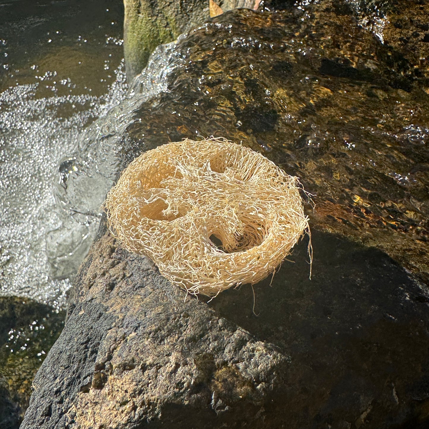 Luffa