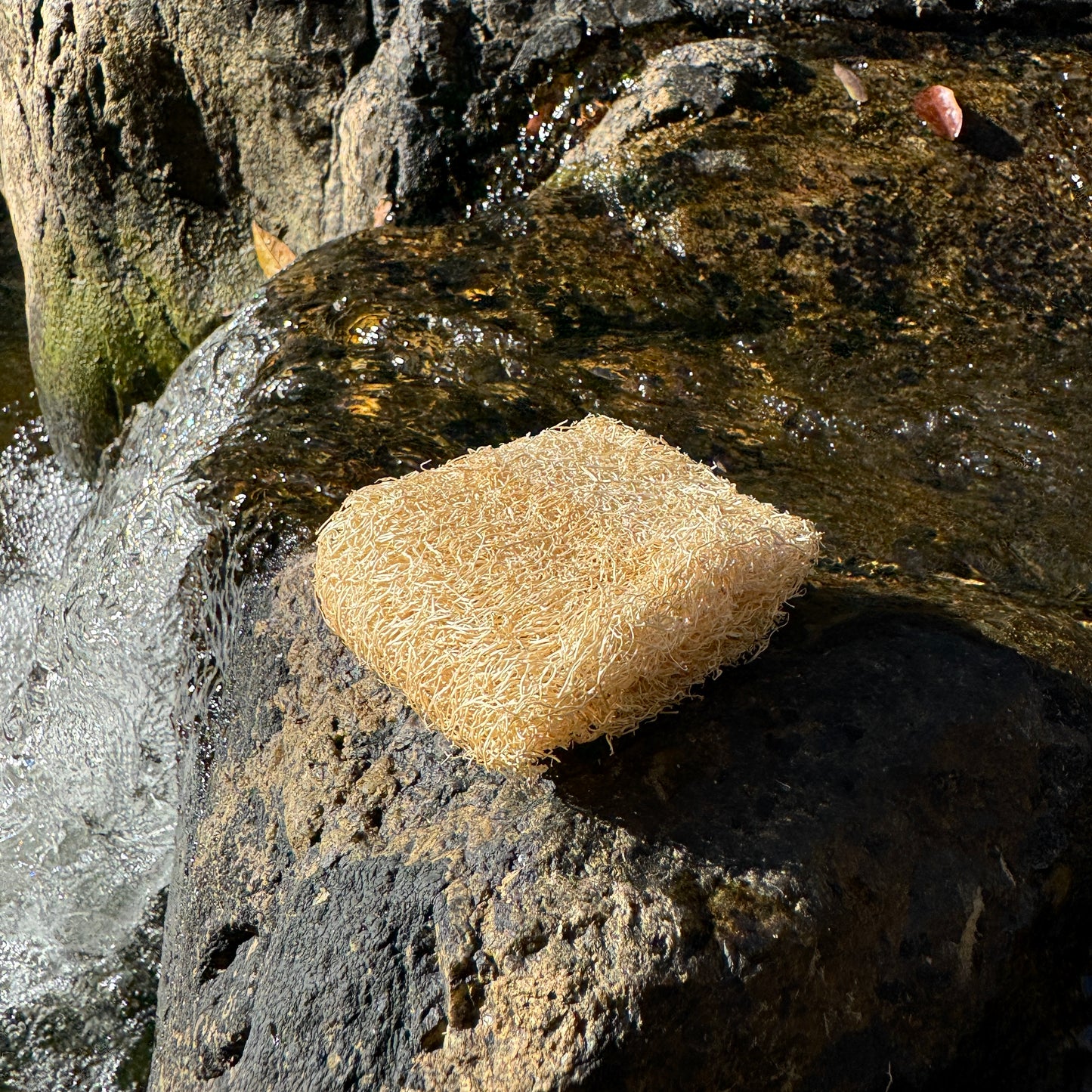 Luffa