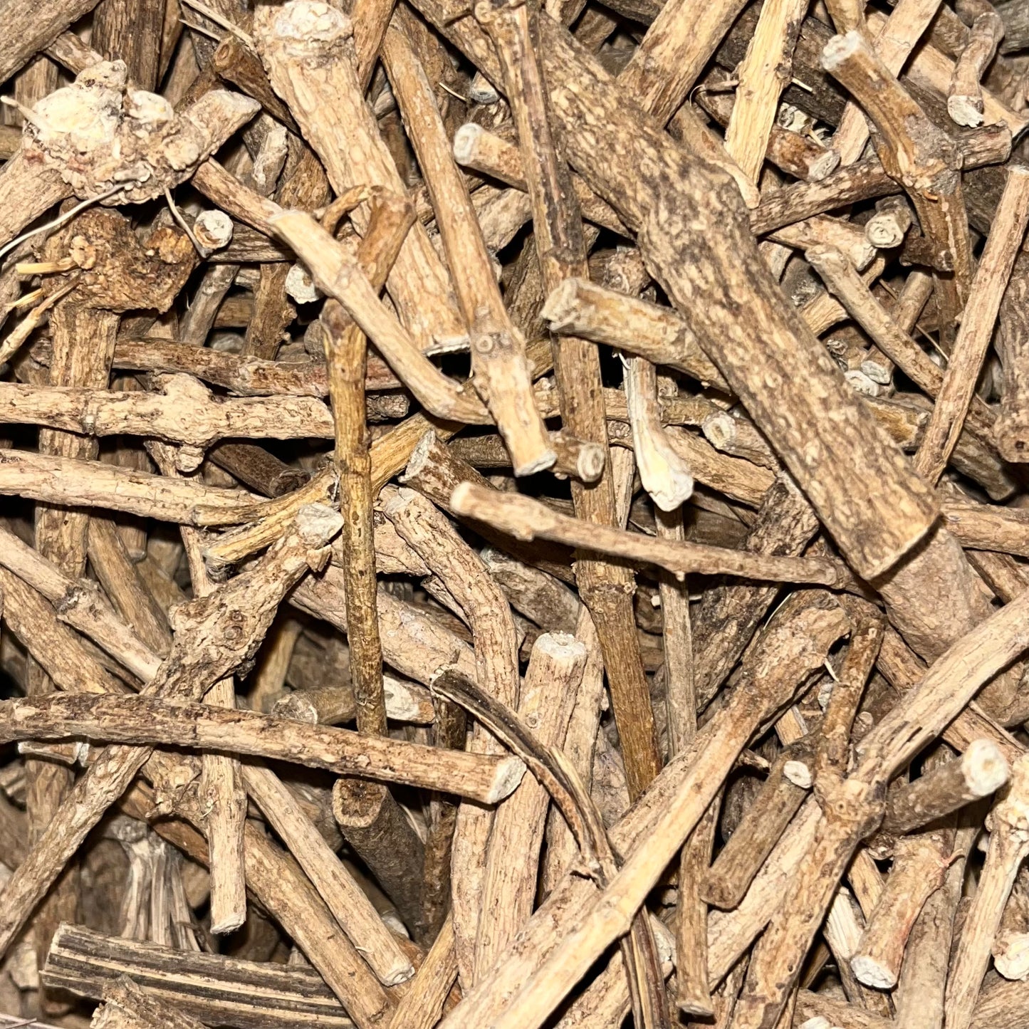 Silene Capensis