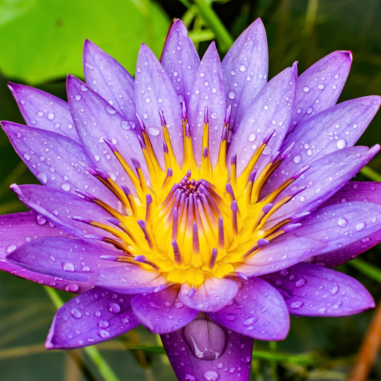 Blauer Lotus