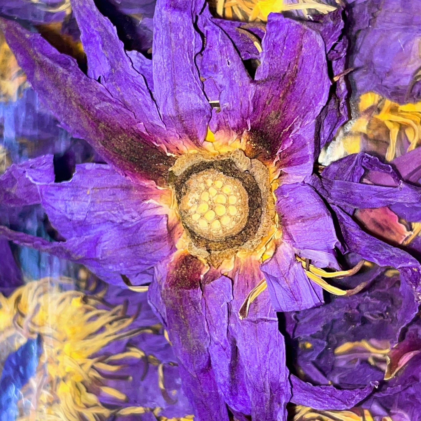 Blauer Lotus