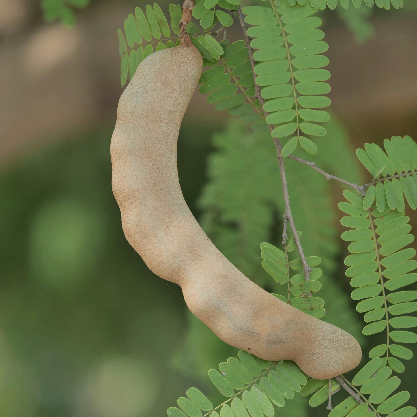 Tamarinde