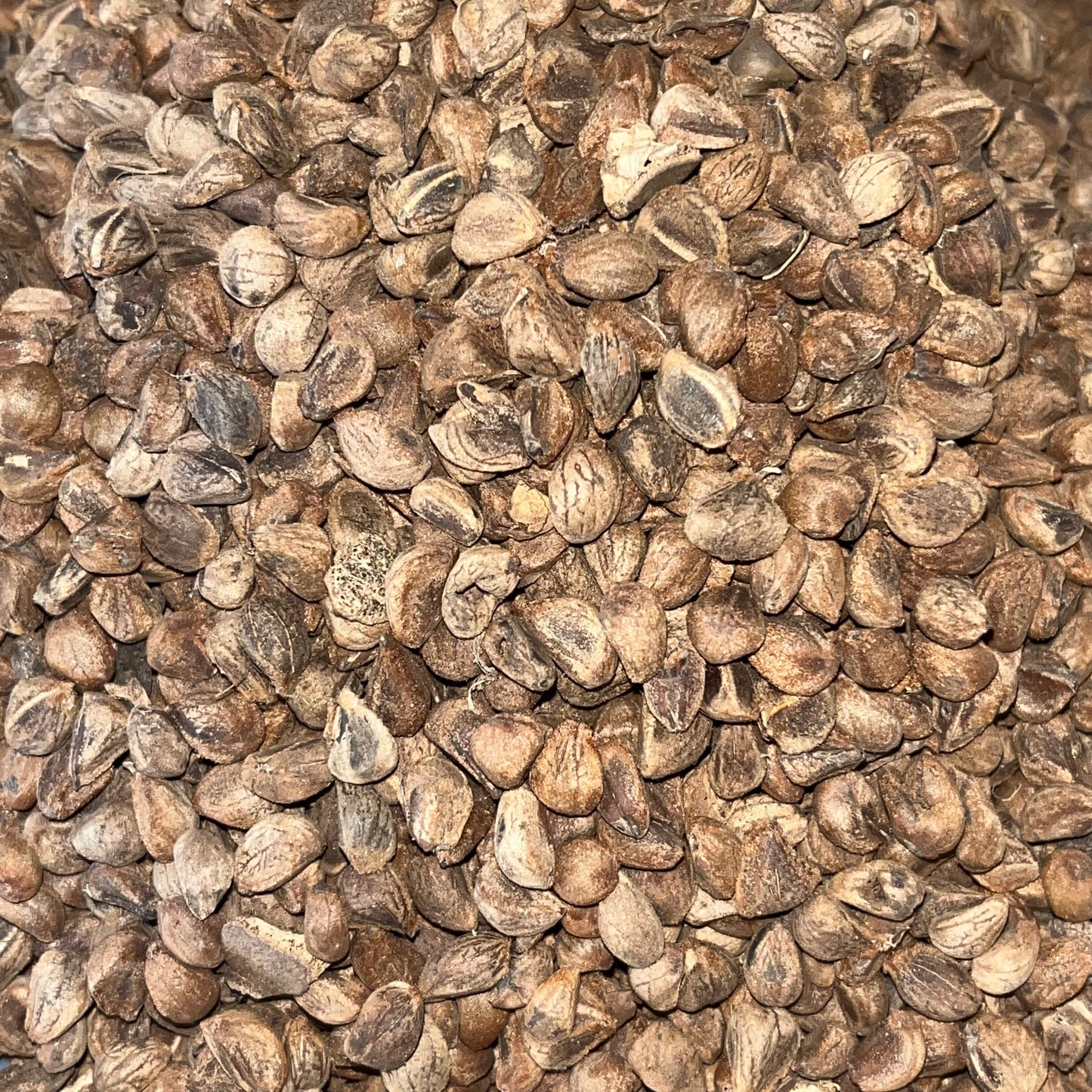 Choose between 10-200 seeds