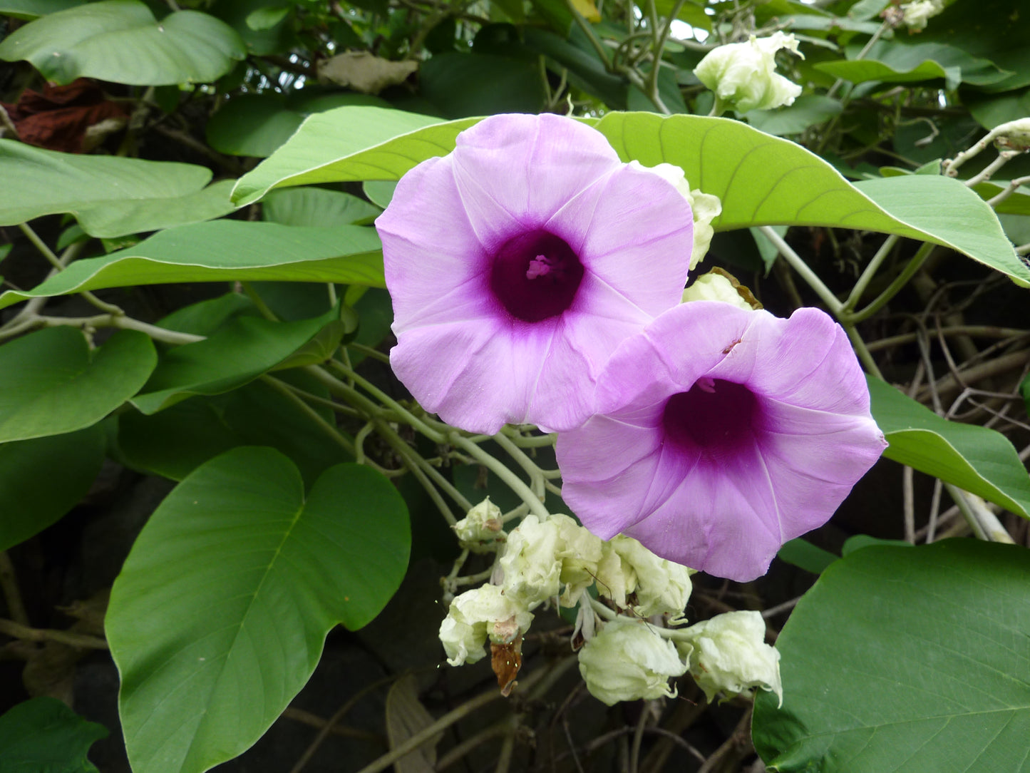 Hawaii Samen