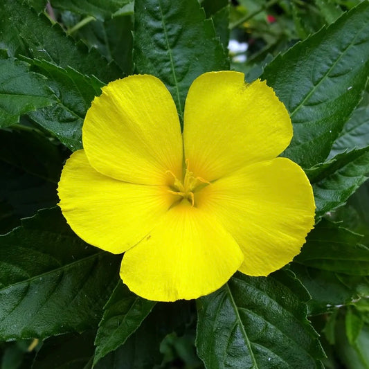 Damiana