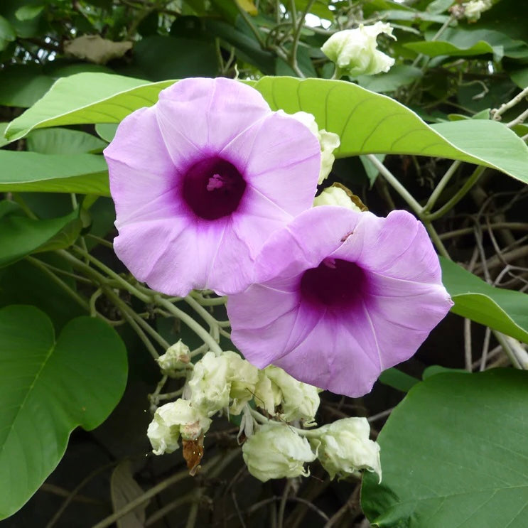 Choose between 10-200 seeds