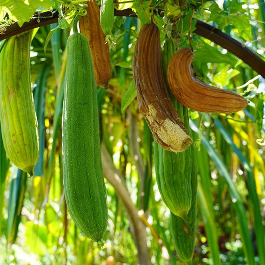 Luffa