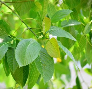 Kratom